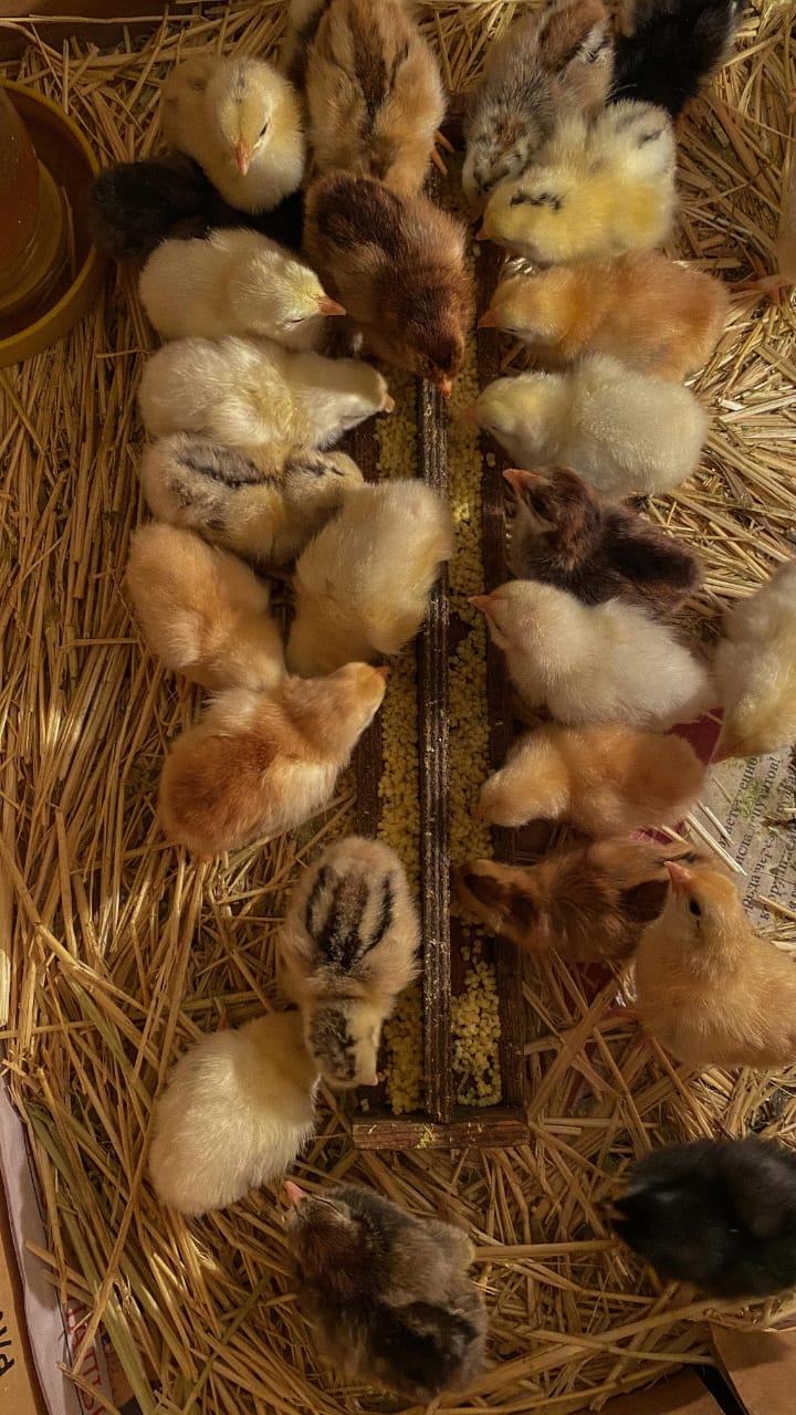 Hardy Chicks Uganda